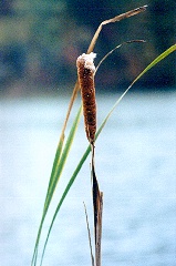 Henry County Web - Lake Jericho
